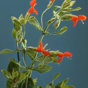 Mimulus cardinalis