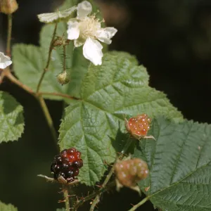 Rubus