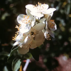 Philadelphus lewisii ssp. gordonianus, RSA Botanic garden