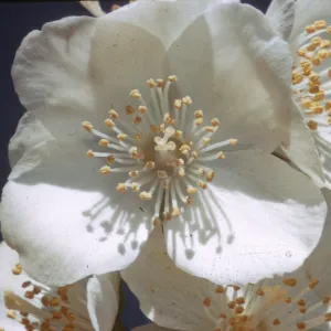 Philadelphus lewisii ssp.californicus, Oakland Hills