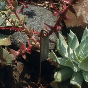 Dudleya (liveforevers) NAPCC Evaluation