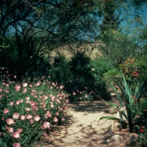 Tucson Botanical Gardens is a charming 5 acre historic home and gardens which combines the lush tranquility of European / Mediterrenean style plantings with the rediscovered beauty of desert landscaping in the Xeriscape Garden.