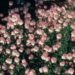  Floral treasures in many intimate corners throughout tlte gardens, Tucson Botanical Garden