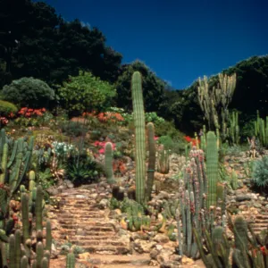 The mild climate of the San Francisco Bay area makes it possible to grow plants of surprisingly diverse habitats from the South American Andes to Himilayan forests to California chaparral.
