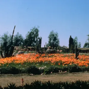  Spring display in the Desert Section, just one portion of their extensive Arid Zone Collection