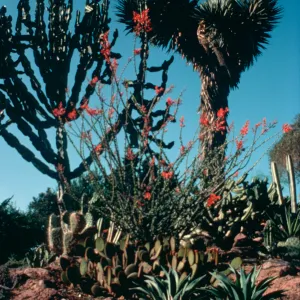 New World Desert Garden