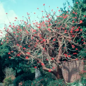 Erythrina coralloides is shown here