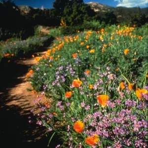 Directly north of the Garden Shop is the Meadow Section and, in the distance, the Santa Ynez Mountains, The sandstone outcrops of these mountains provide a dramatic backdrop for the Meadow.