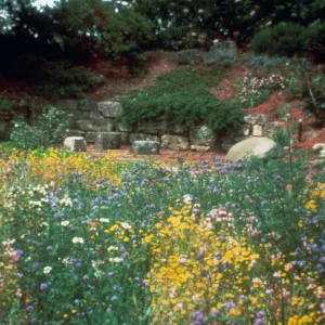 Our newly redesigned Garden of California Native Plants displays a meadow of spring and summer-blooming flowers.