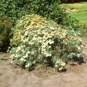 Eriogonum arborescens, Strybing Arboretum