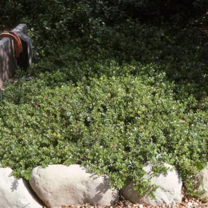 Arcto spp Bryant (Manzanita)