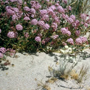 Dara Emery Photos, Abronia villosa