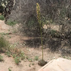 Dara Emery Photos (Utah agave)
