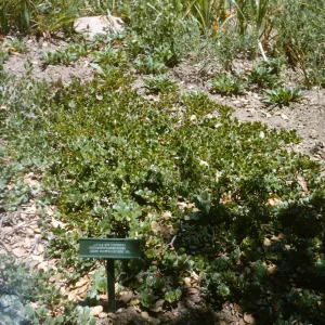 Dara Emery Photos, Arctostaphylos edmundsii