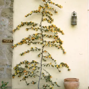 Fremontodendron in front of the Library