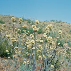 Clusters of white flowers grow on the end of tall stalks on hills covered in dry grasses. 