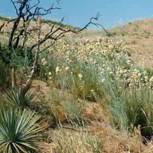 A tall, spiky stem grows from a cluster of long, spiked leaves next to a dark, bare tree and a large number of round clusters of white flowers  on the end of tall stalks.