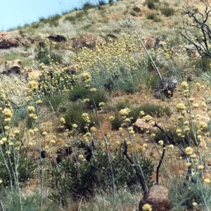 Round clusters of white flowers grow on the end of tall stalks on a rocky, grassy hillside. 