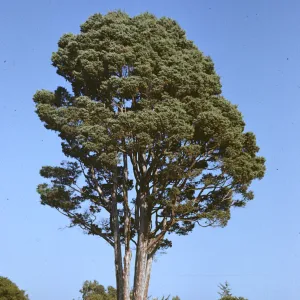 Cupressus guadelupensis