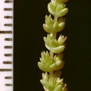 Crassula (Tillaea) erecta