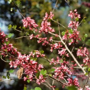 Cercis occidentalis