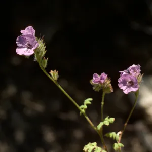 Phaelelia