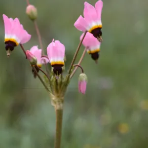 Dodecatheon clevelandii