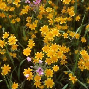 Goldfields