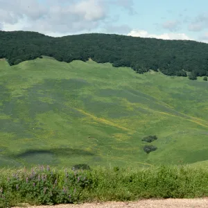 Lupine, Mustard, San Julian