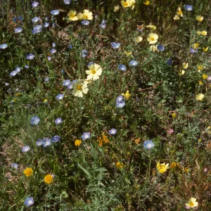 Avenales--Baby Blue Eyes