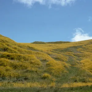 Mustard, Route 1 near Lompoc