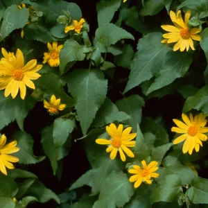 Canyon sunflower, Refugio Pass