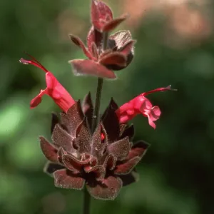 Hummingbird Sage, Refugio Pass
