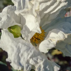 Romneya coulteri
