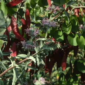 Salvia (sage) and Cercis (Redbud )