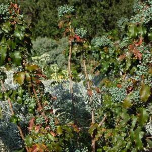 Berberis