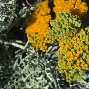 Eriophyllum