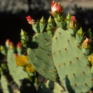 Opuntia cactus (Prickly-pear)