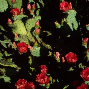 Opuntia (Prickly-pear)