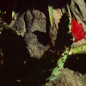 Opuntia (Prickly-pear)