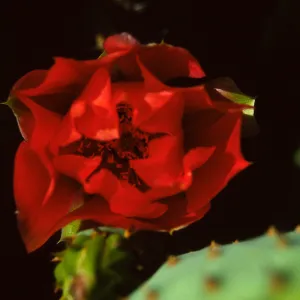 Opuntia (Prickly-pear)