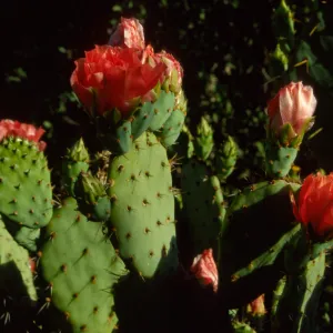 Opuntia (Prickly-pear)