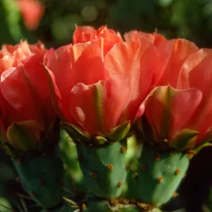 Opuntia (Prickly-pear)