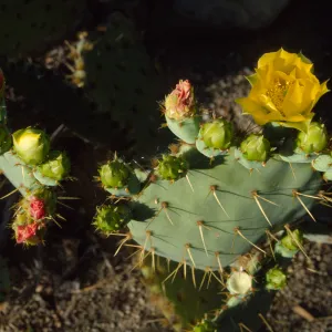Opuntia (Prickly-pear)