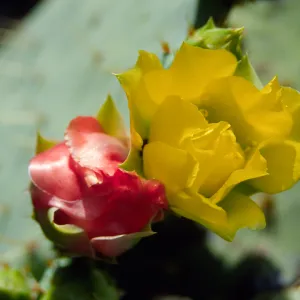 Opuntia (Prickly-pear)