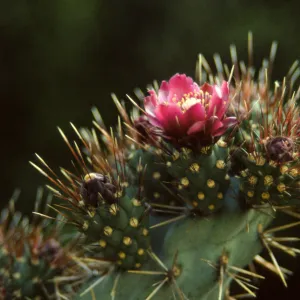 Opuntia (Prickly-pear)