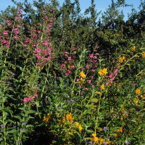 Penstemon and Mimulus