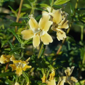 Mimulus