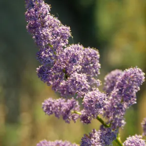 Ceanothus (California Lilac) inflorescense