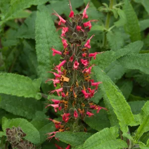 Salvia spathacea (California Hummingbird Sage)